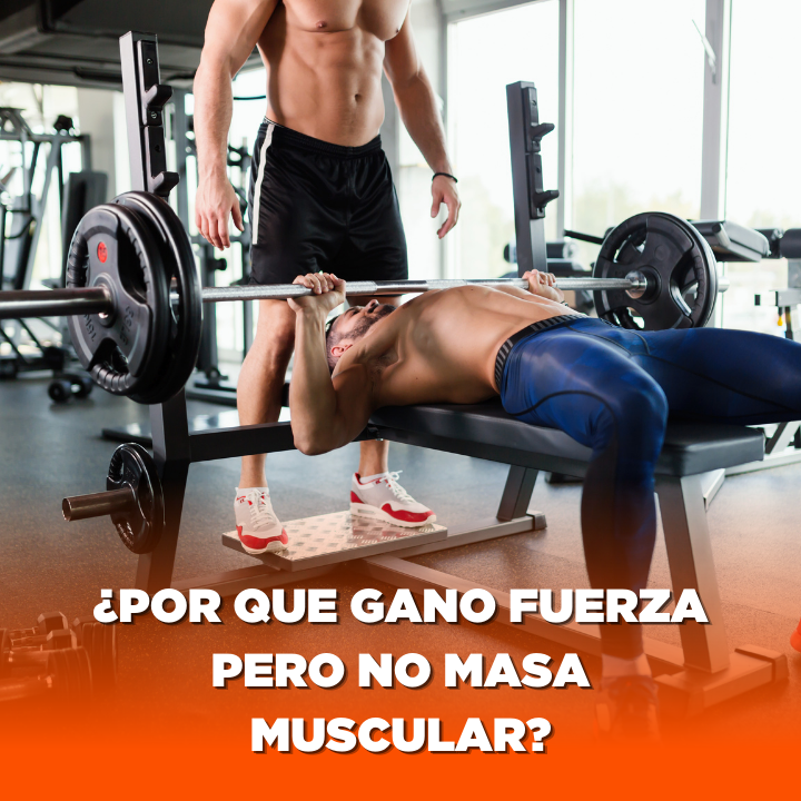 Por que gano fuerza pero no masa muscular